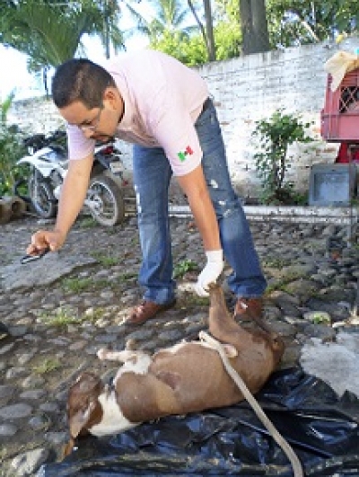 Arrestan a individuo por crueldad