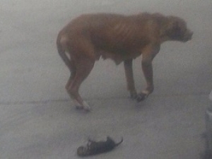 Enojo e indignación por hombre que quemó vivos a ocho cachorritos