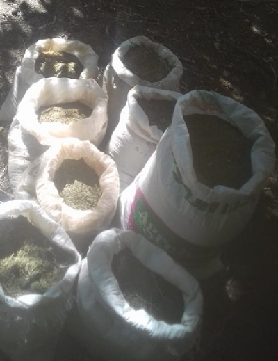 Se destruyen plantíos y secaderos de marihuana en Talpa de Allende