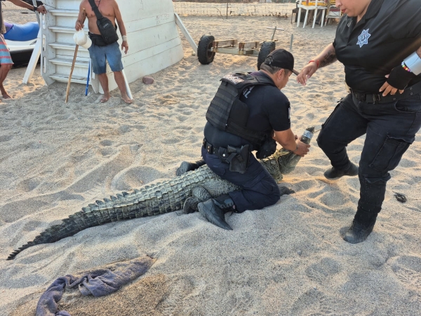 Rescatan y liberan cocodrilo en la Zona Hotelera Las Glorias