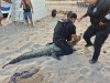 Rescatan y liberan cocodrilo en la Zona Hotelera Las Glorias