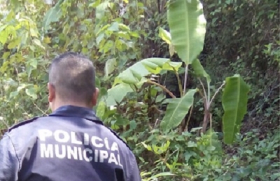 Policía de Puerto Vallarta decomisa plantío de mariguana en la colonia Buganvilias