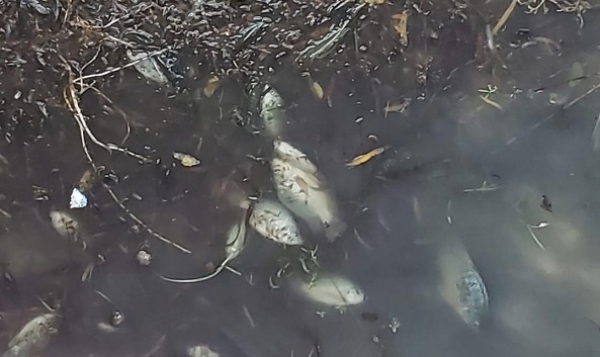 El mal manejo de una crisis: Vocero del Seapal mintió al asegurar que peces fueron “sembrados” en el estero