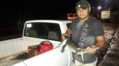 Capturan pequeño cocodrilo en aguas del río Cuale