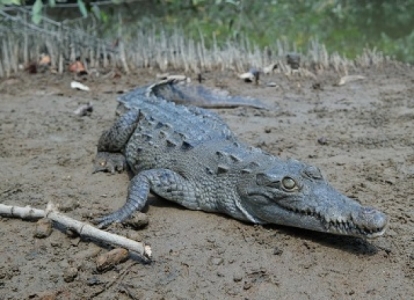 Atiende SEMADET situación de cocodrilos en Puerto Vallarta con mesas de trabajo y recomendaciones a la población
