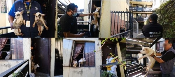 Rescatan a más de 50 caninos de un departamento