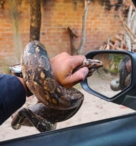 Rescatan serpiente de 1.30 metros localizada en el motor de un vehículo en Ixtapa