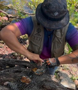 Sostenibilidad Ambiental rescata cuatro tortugas casquito de Vallarta en la Laguna del Coapinole